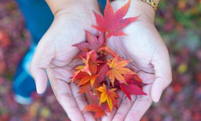 O segredo por trás das folhas que mudam de cor ao toque