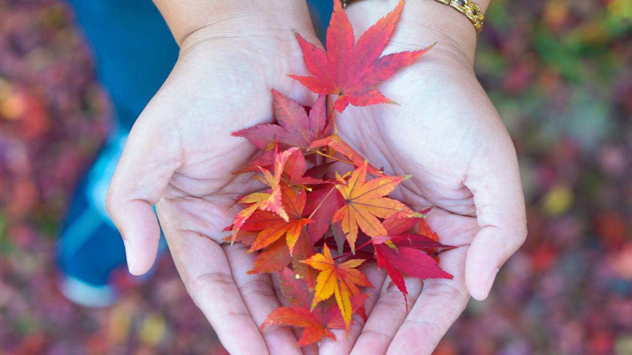 O segredo por trás das folhas que mudam de cor ao toque