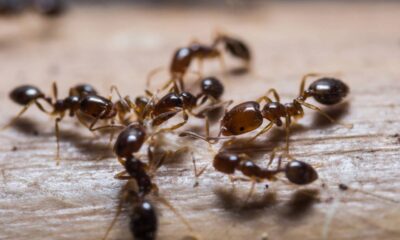 Essa erva comum no quintal espanta formigas e ainda perfuma o ambiente