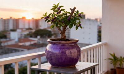 O jamelão nasce rápido e vira uma ótima opção para quem cultiva em pouco espaço