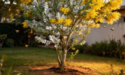 A acácia que veio pequena no vaso e virou uma árvore imensa dentro