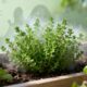 Como o tomilho pode proteger seu jardim contra insetos e fungos
