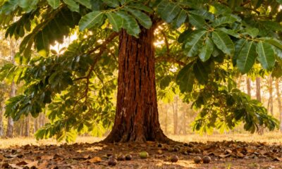 A árvore que guarda água nas raízes e sobrevive à seca como poucas