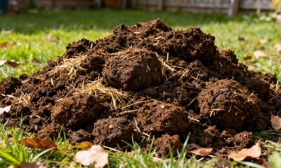 Como preparar adubo com esterco natural sem cheiro forte