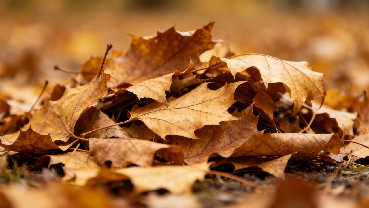 Adubo feito com folhas secas deixa o solo rico e leve de um jeito surpreendente