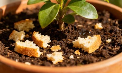 Como usar restos de pão para nutrir plantas naturalmente
