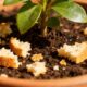 Como usar restos de pão para nutrir plantas naturalmente
