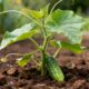 O jeito de plantar pepino que evita folhas amareladas sem muito esforço