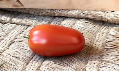 O tomate italiano frutifica em semanas e surpreende até iniciantes