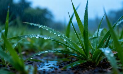 Por que o cheiro do mato muda depois da chuva e deixa o ar tão diferente