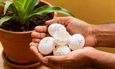Um jardineiro me ensinou o jeito certo de adubar pimenteiras com casca de ovo