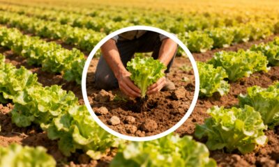 Plantar alface americana pode render folhas tão crocantes que surpreendem até quem já cultiva