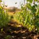 O jeito de plantar ervilha que ajuda a colher vagens sempre verdinhas