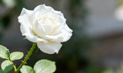 A rosa branca purifica o ambiente e ainda carrega um simbolismo especial