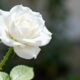 A rosa branca purifica o ambiente e ainda carrega um simbolismo especial