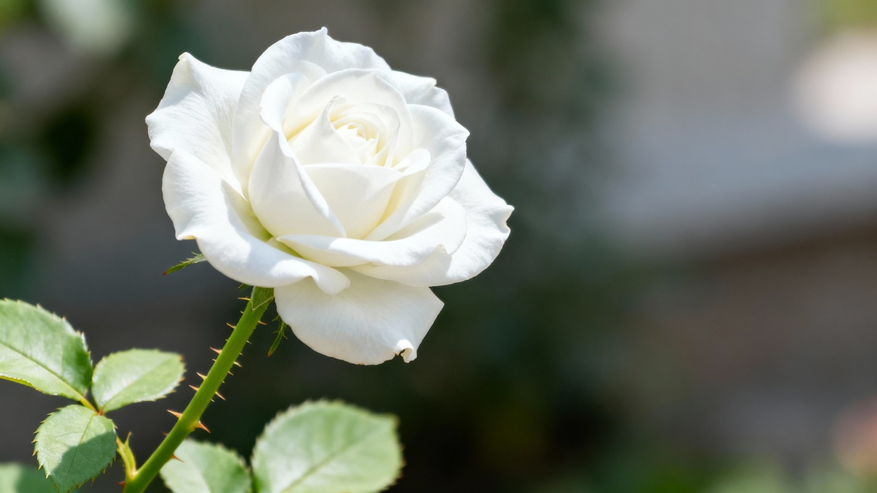 A rosa branca purifica o ambiente e ainda carrega um simbolismo especial