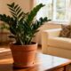 A Zamioculca que representa prosperidade contínua e ainda deixa o ambiente mais elegante
