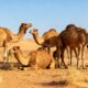 Você sabe qual o coletivo de "camelo"?