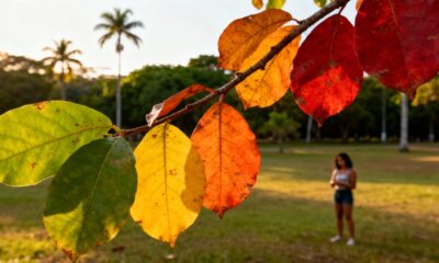 A árvore que muda de cor conforme a estação do ano e encanta quem passa