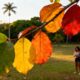 A árvore que muda de cor conforme a estação do ano e encanta quem passa