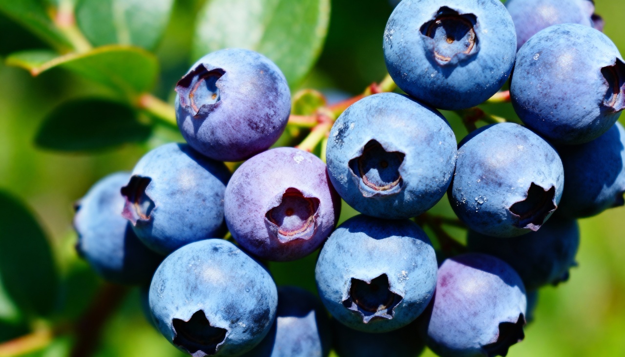 O mirtilo pequeno e suculento que amadurece de um jeito curioso e surpreende quem cultiva