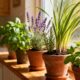 Estas 7 plantas são as melhores para afastar insetos da casa e perfumam o ambiente com estilo, saúde e zero produtos químicos