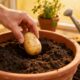 Plantar batatas em casa é fácil e rende receitas deliciosas