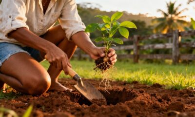 Como plantar manjerona e manter o aroma por mais tempo