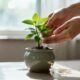 Cuidar de plantas ajuda a aliviar o estresse e melhora o humor com pequenas conquistas