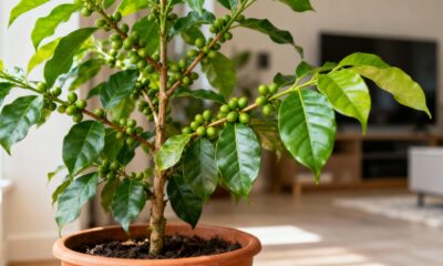 Como plantar café em vaso e manter a planta saudável