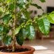 Como plantar café em vaso e manter a planta saudável