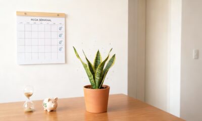 Lança-de-São-Jorge custa pouco para cultivar e exige quase nenhum cuidado no dia a dia