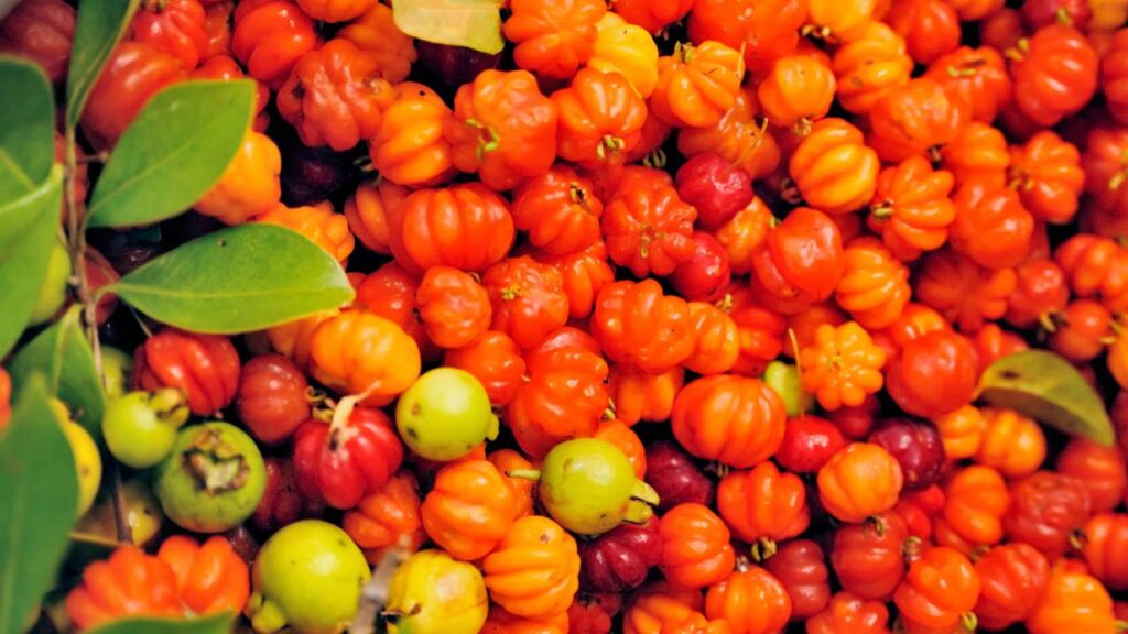 Planta que dá frutos o ano inteiro se receber sol pela manhã