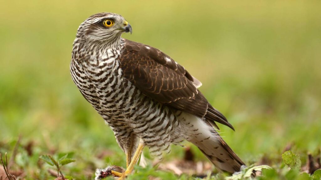 Você sabe qual é o coletivo de gaviões?