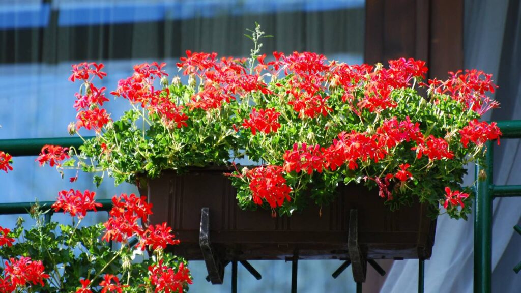 Flores fáceis de cuidar para plantar em novembro e ter um Natal colorido e vibrante