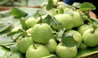 Como adubar goiabeira para ter frutas maiores e doces direto no seu quintal