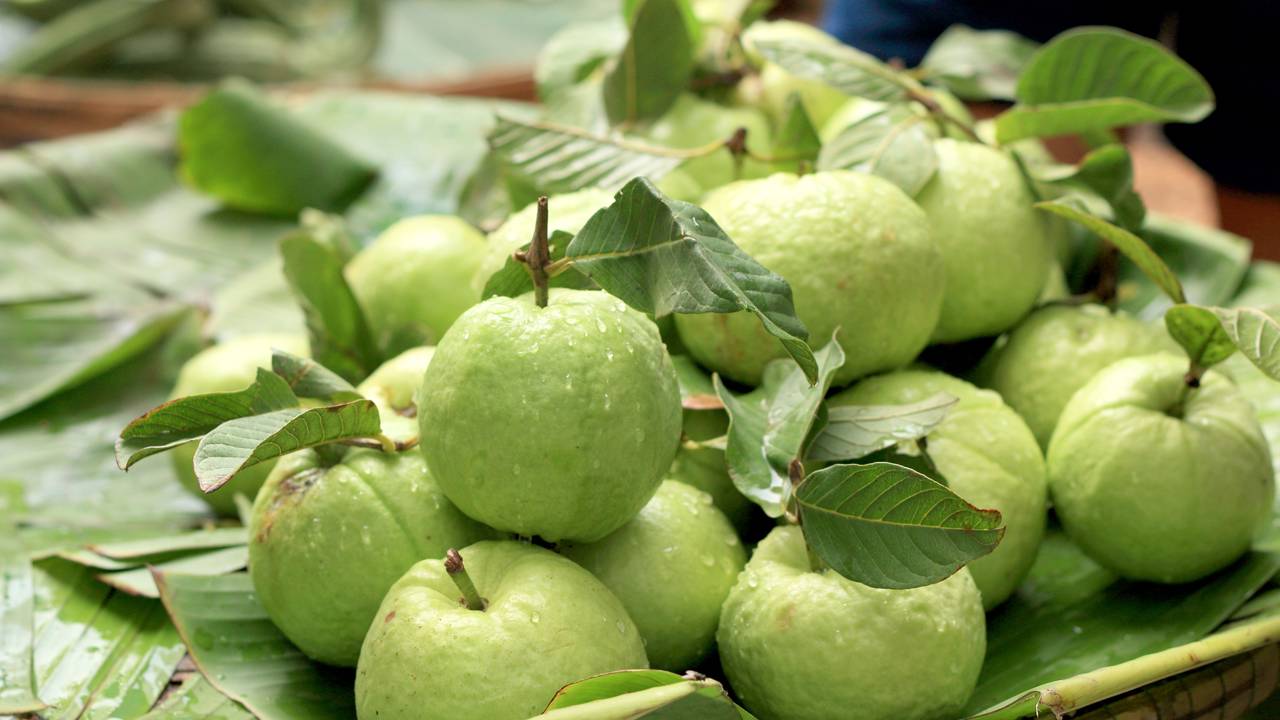 Como adubar goiabeira para ter frutas maiores e doces direto no seu quintal
