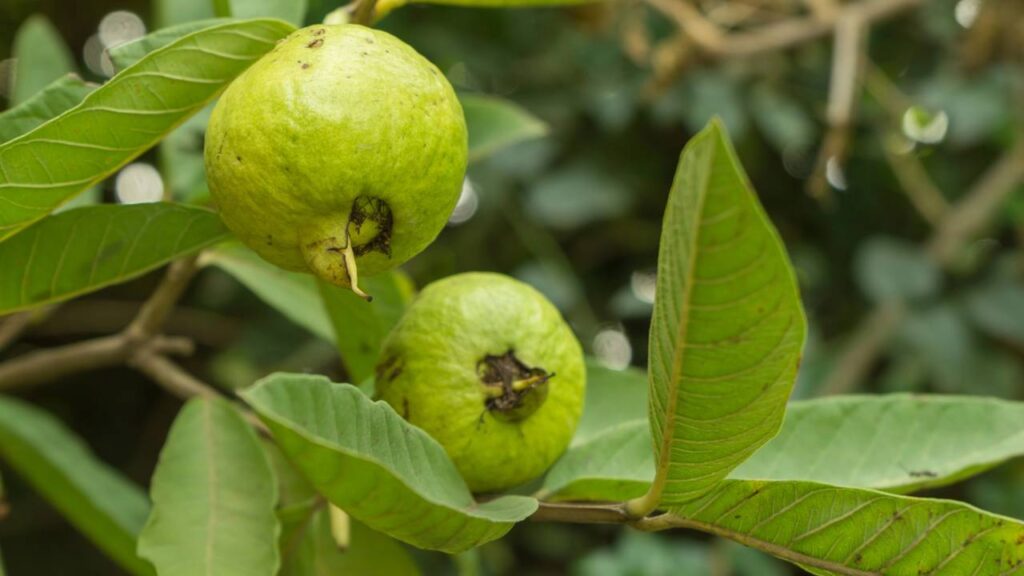 Como adubar goiabeira para ter frutas maiores e doces direto no seu quintal