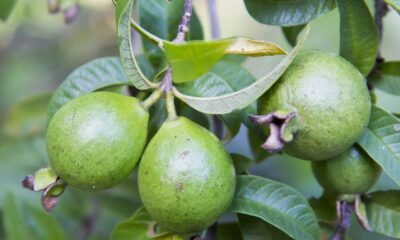 Plante goiabeira em casa. Você terá frutas doces e perfumadas, além de sombra no seu quintal