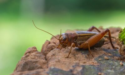 Por que o canto dos grilos aumenta quando o tempo vai mudar