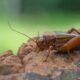 Por que o canto dos grilos aumenta quando o tempo vai mudar