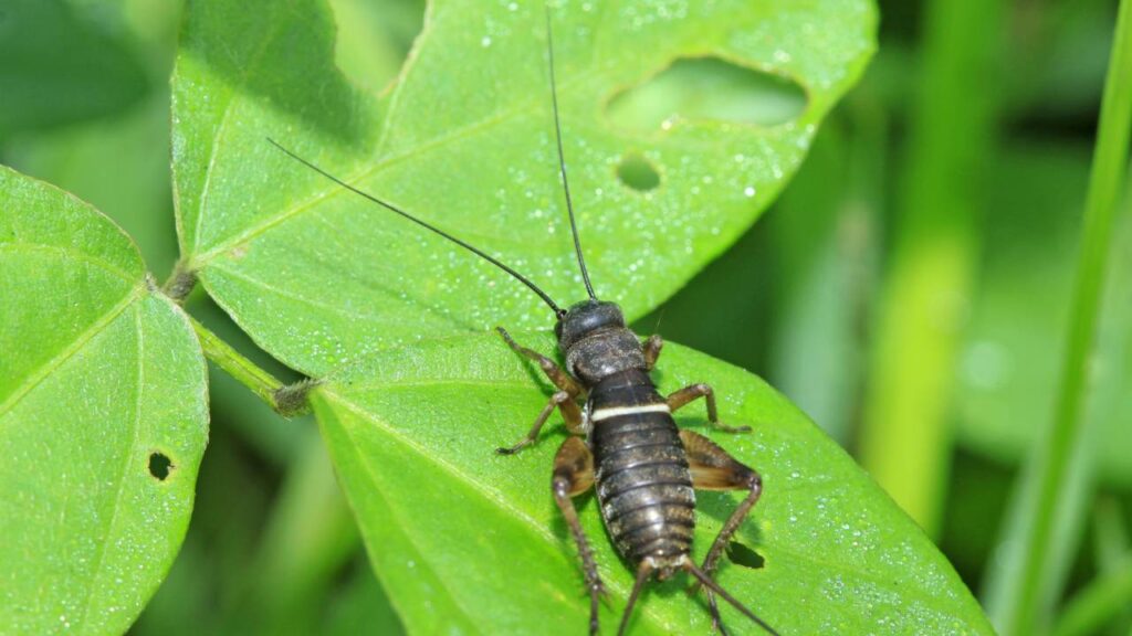 Por que o canto dos grilos aumenta quando o tempo vai mudar