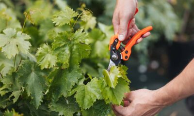 As joaninhas salvaram minhas couves e o jeito como isso aconteceu me surpreendeu