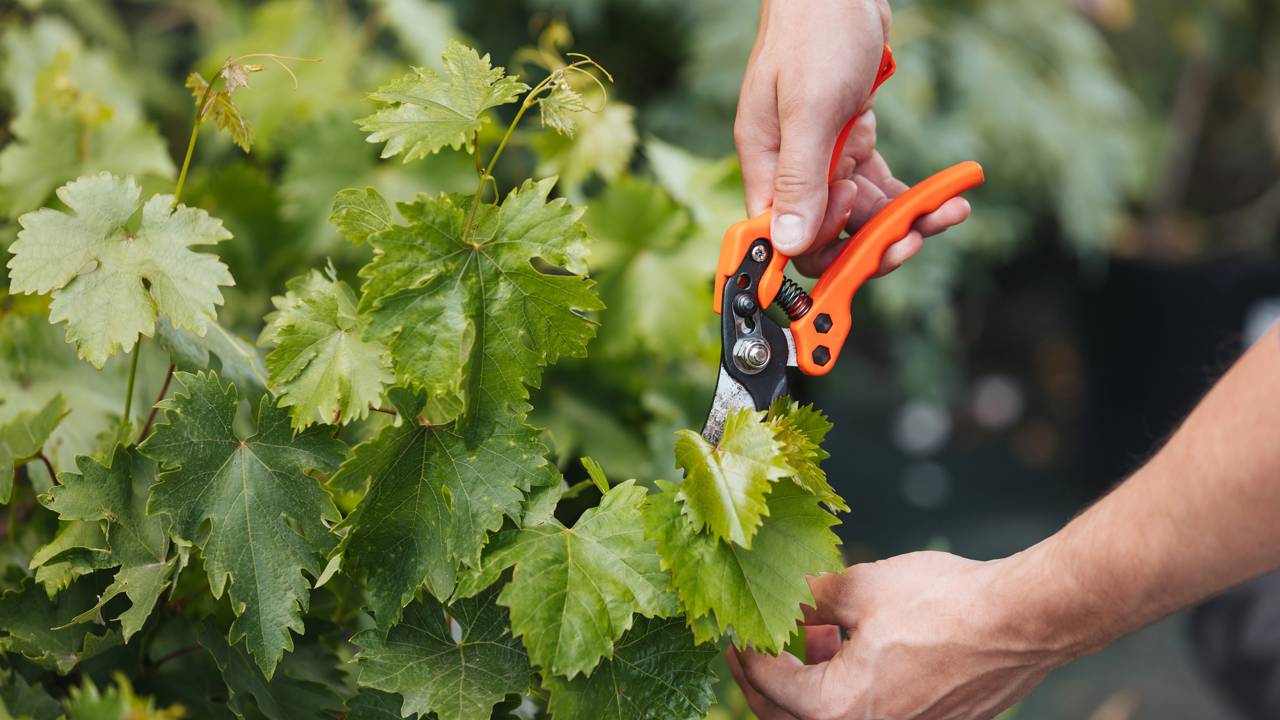 As joaninhas salvaram minhas couves e o jeito como isso aconteceu me surpreendeu