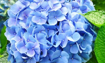 A flor que muda de cor conforme o pH do solo