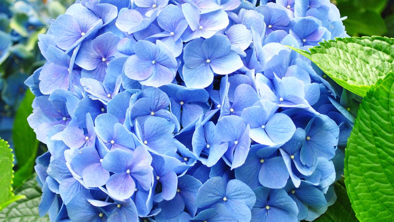 A flor que muda de cor conforme o pH do solo