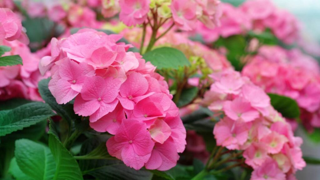 A flor que muda de cor conforme o pH do solo