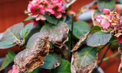 Comprei uma muda de hortênsia doente e ela se transformou na planta mais bonita do quintal