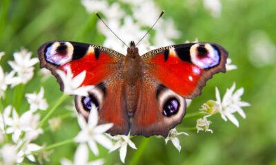 A flor que engana insetos fingindo ser outra espécie e cria um truque natural impressionante