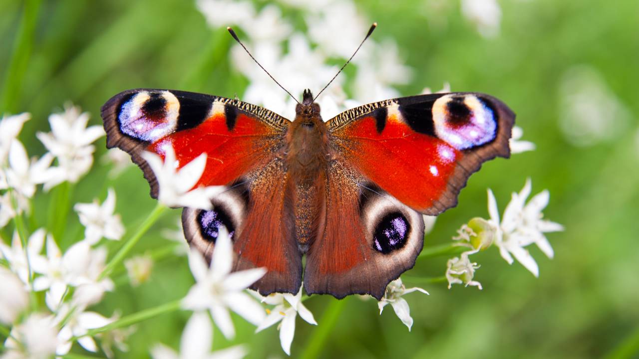 A flor que engana insetos fingindo ser outra espécie e cria um truque natural impressionante